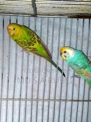 বাজিগার পাখি
