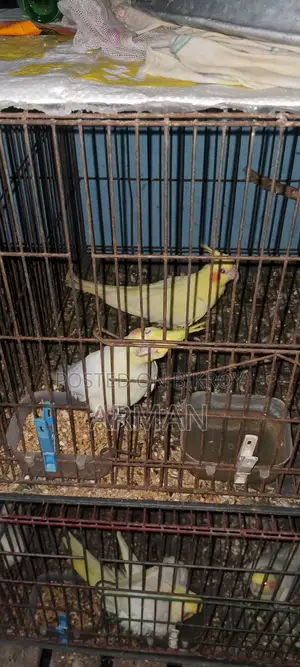 ককটেল পাখি