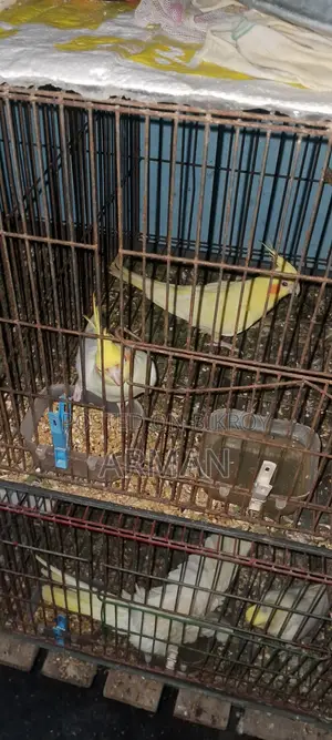 ককটেল পাখি
