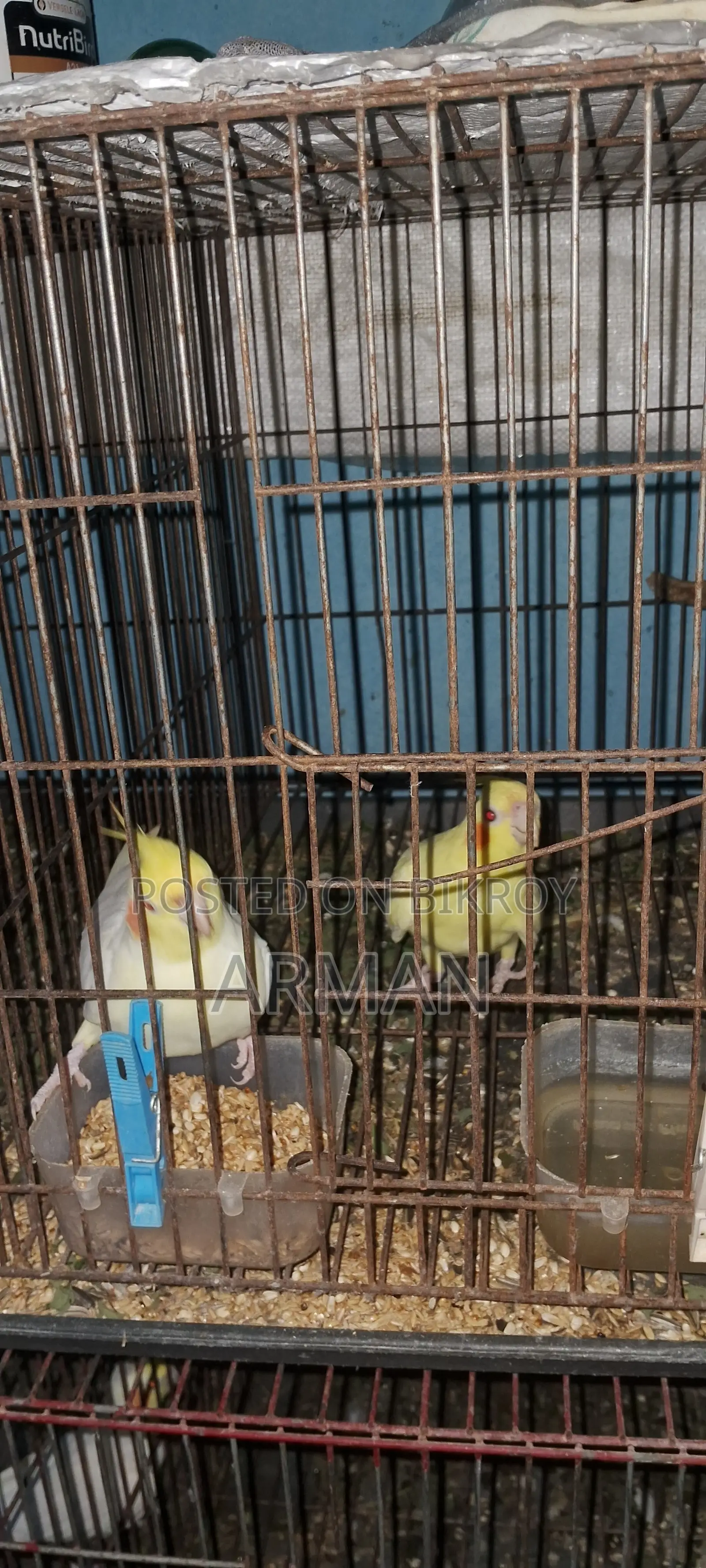 ককটেল পাখি
