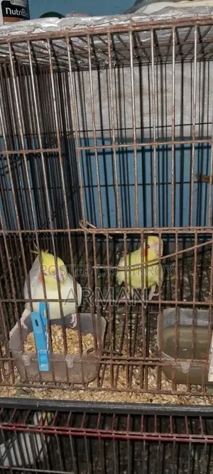 ককটেল পাখি