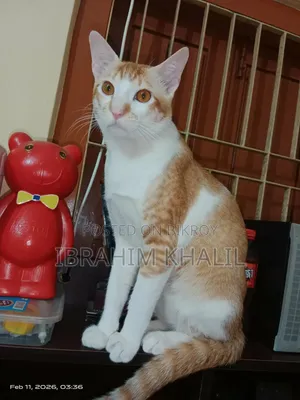 ১+ বছর বয়সী পুরুষ মিক্সড ব্রিড বেঙ্গল
