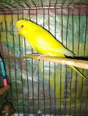 Lutino Running Female