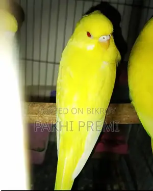 Lutino Running Female