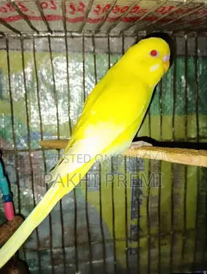 Lutino Running Female