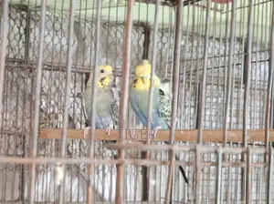 Japanese Budgerigar