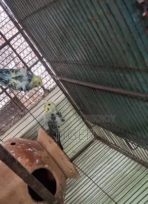 Japanese Budgerigar