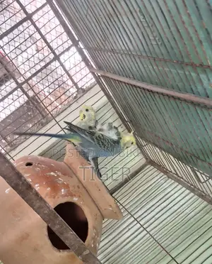 Japanese Budgerigar