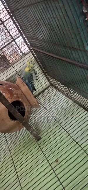 Japanese Budgerigar