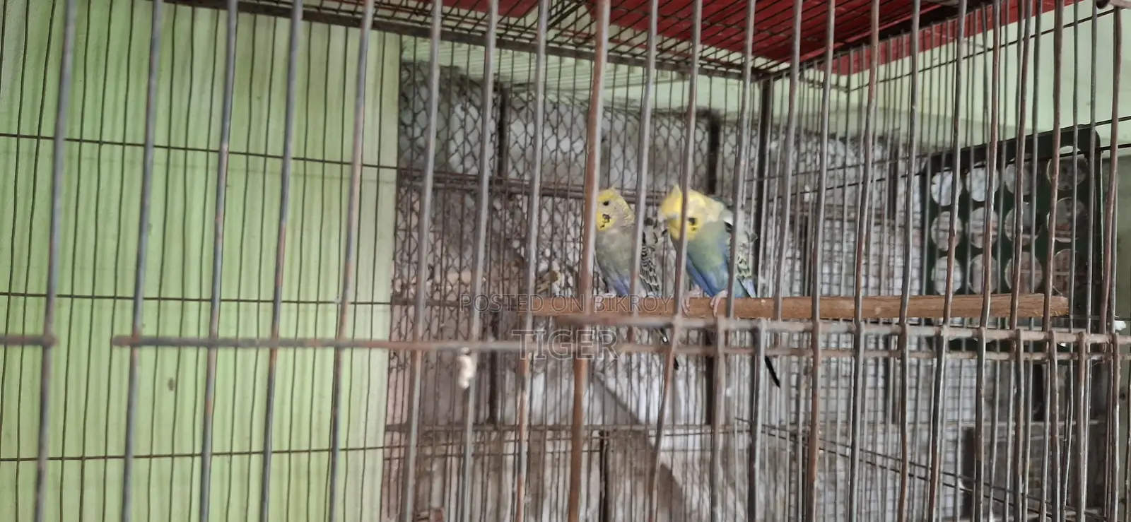Japanese Budgerigar