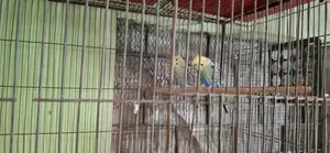 Japanese Budgerigar