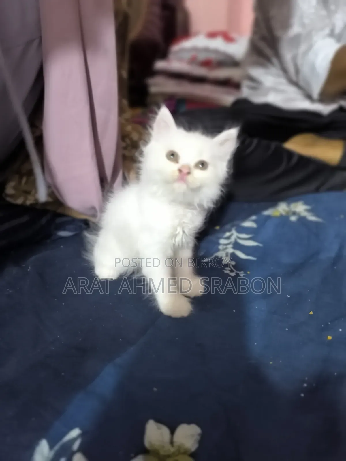 1-3 Months Female Purebred Persian
