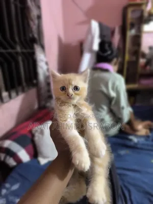 1-3 Months Female Purebred Persian