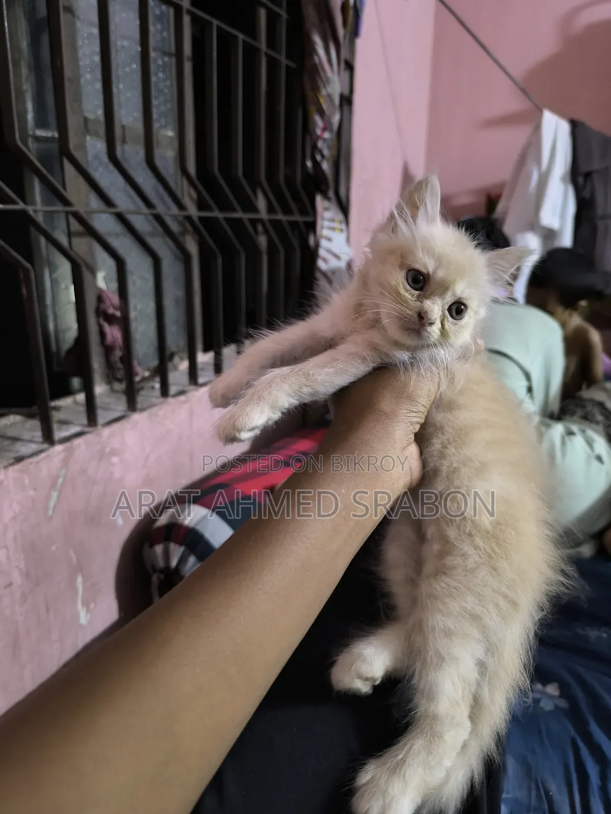 1-3 Months Female Purebred Persian