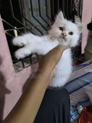 1-3 Months Female Purebred Persian