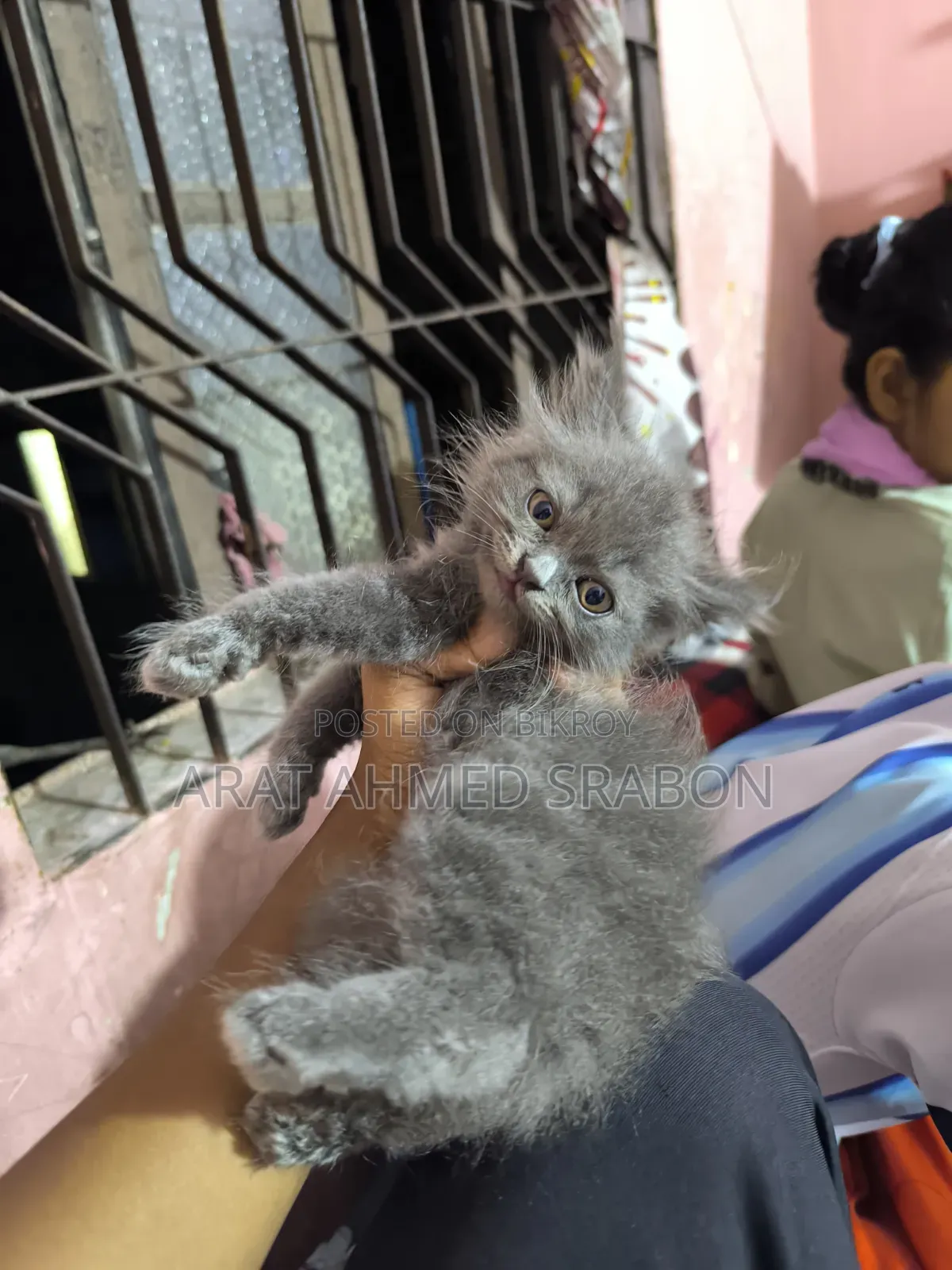 1-3 Months Female Purebred Persian
