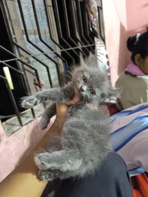 1-3 Months Female Purebred Persian