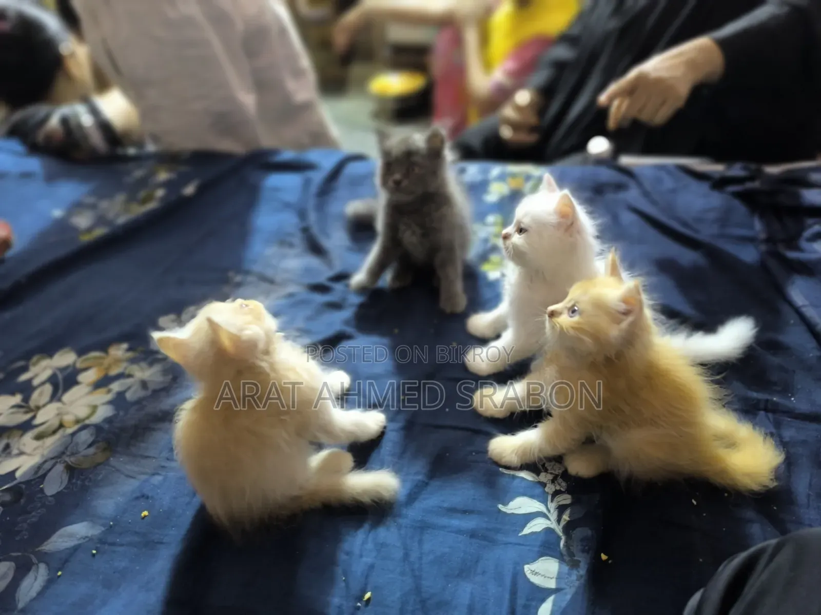 1-3 Months Female Purebred Persian