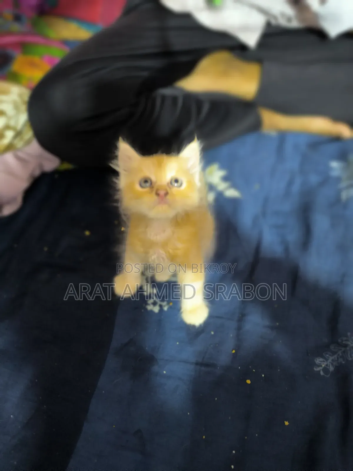 1-3 Months Female Purebred Persian