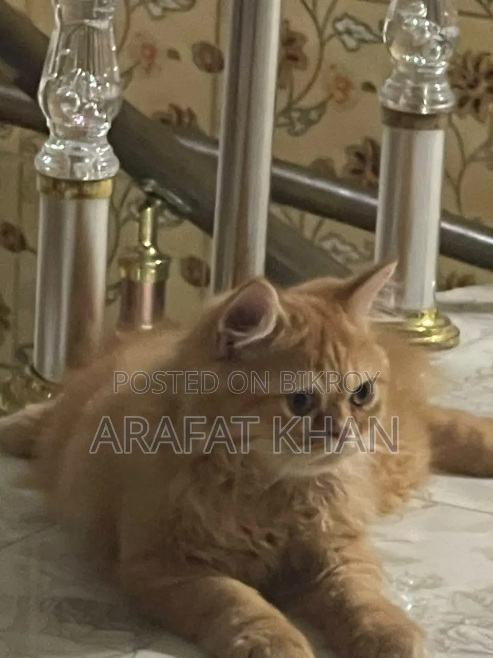 3-6 Months Male Purebred Persian Cat