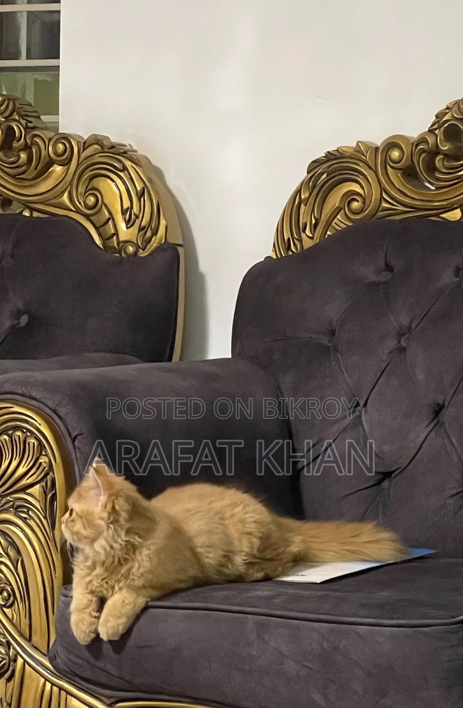 3-6 Months Male Purebred Persian Cat