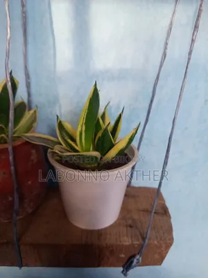 Indoor Tree