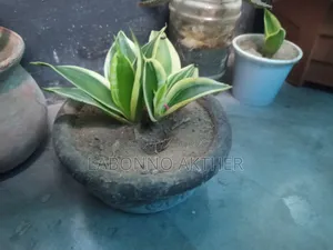 Indoor Tree