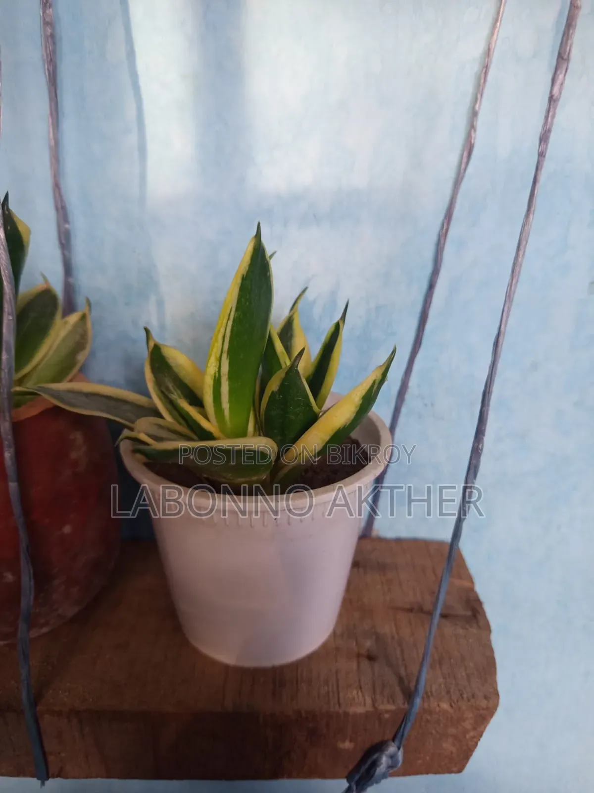Indoor Tree