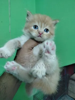 1-3 Months Female Purebred Persian