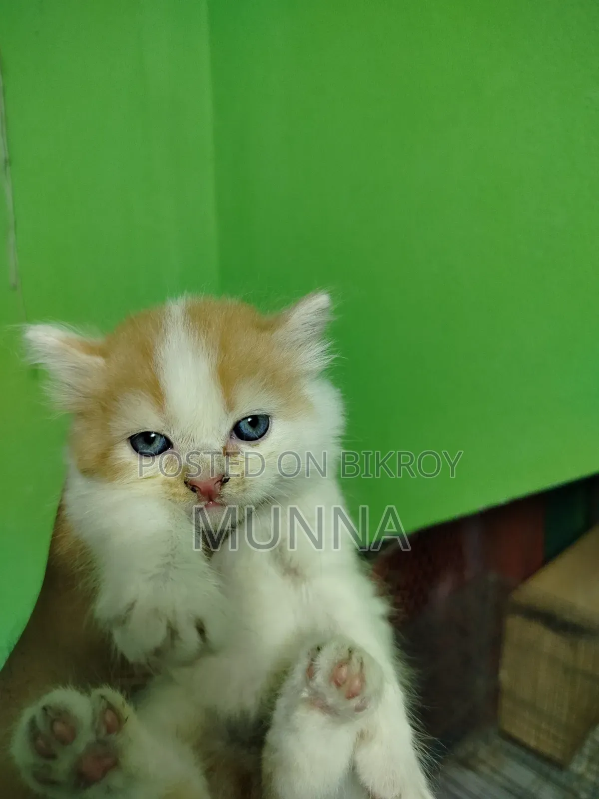 1-3 Months Female Purebred Persian