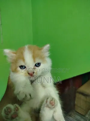 1-3 Months Female Purebred Persian