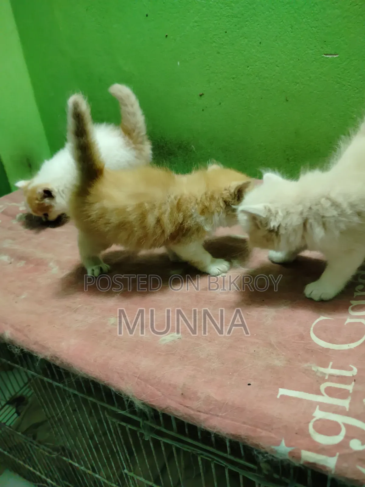 1-3 Months Female Purebred Persian