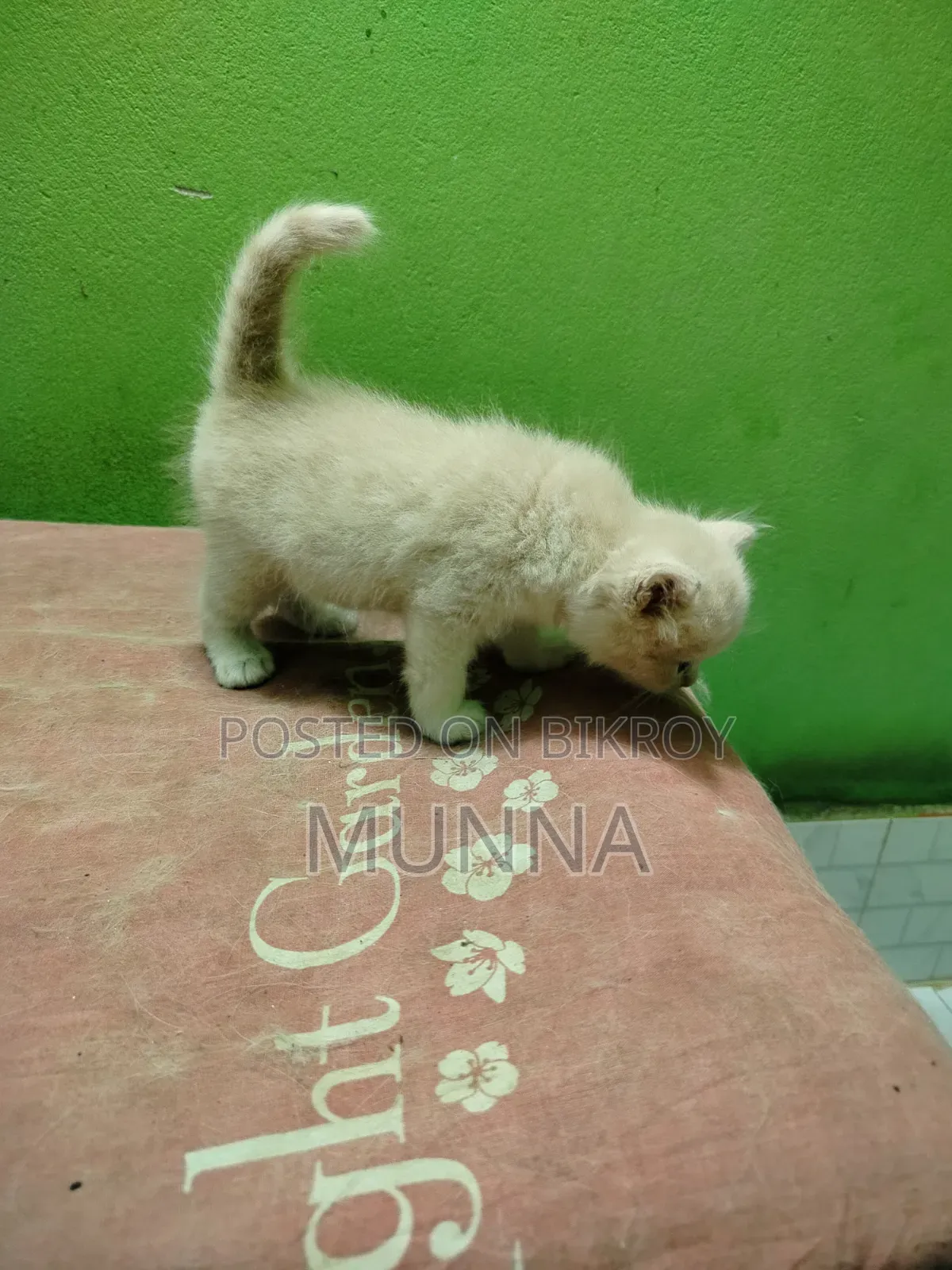 1-3 Months Female Purebred Persian
