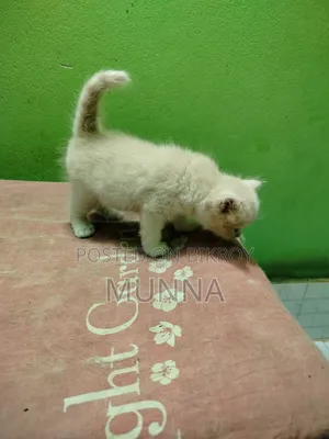 1-3 Months Female Purebred Persian