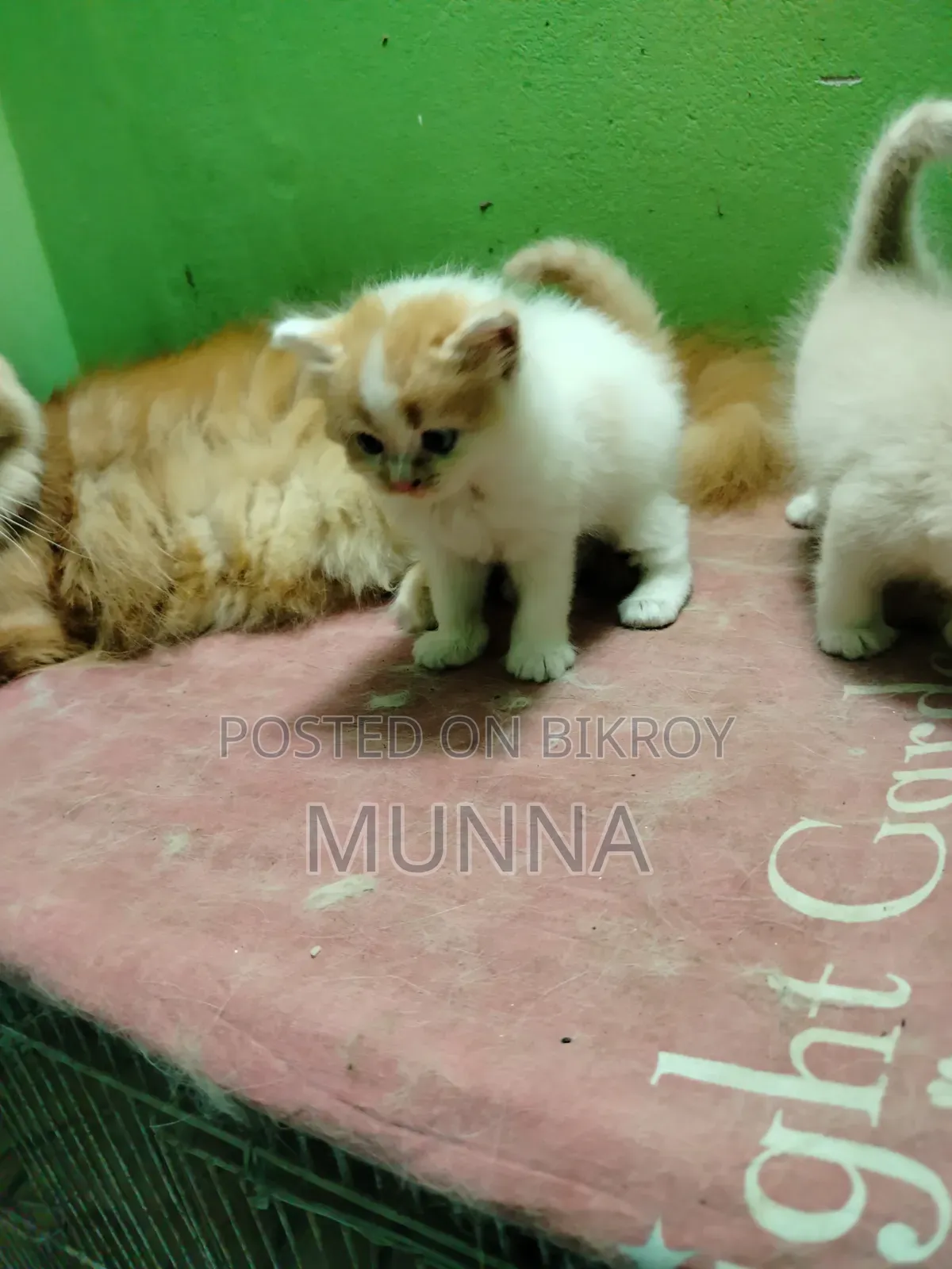 1-3 Months Female Purebred Persian
