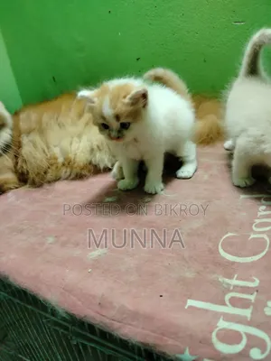 1-3 Months Female Purebred Persian