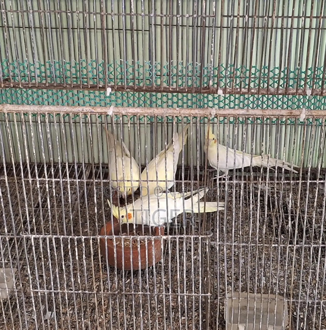 ককটেল পাখি