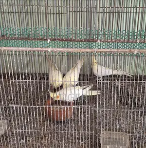 ককটেল পাখি