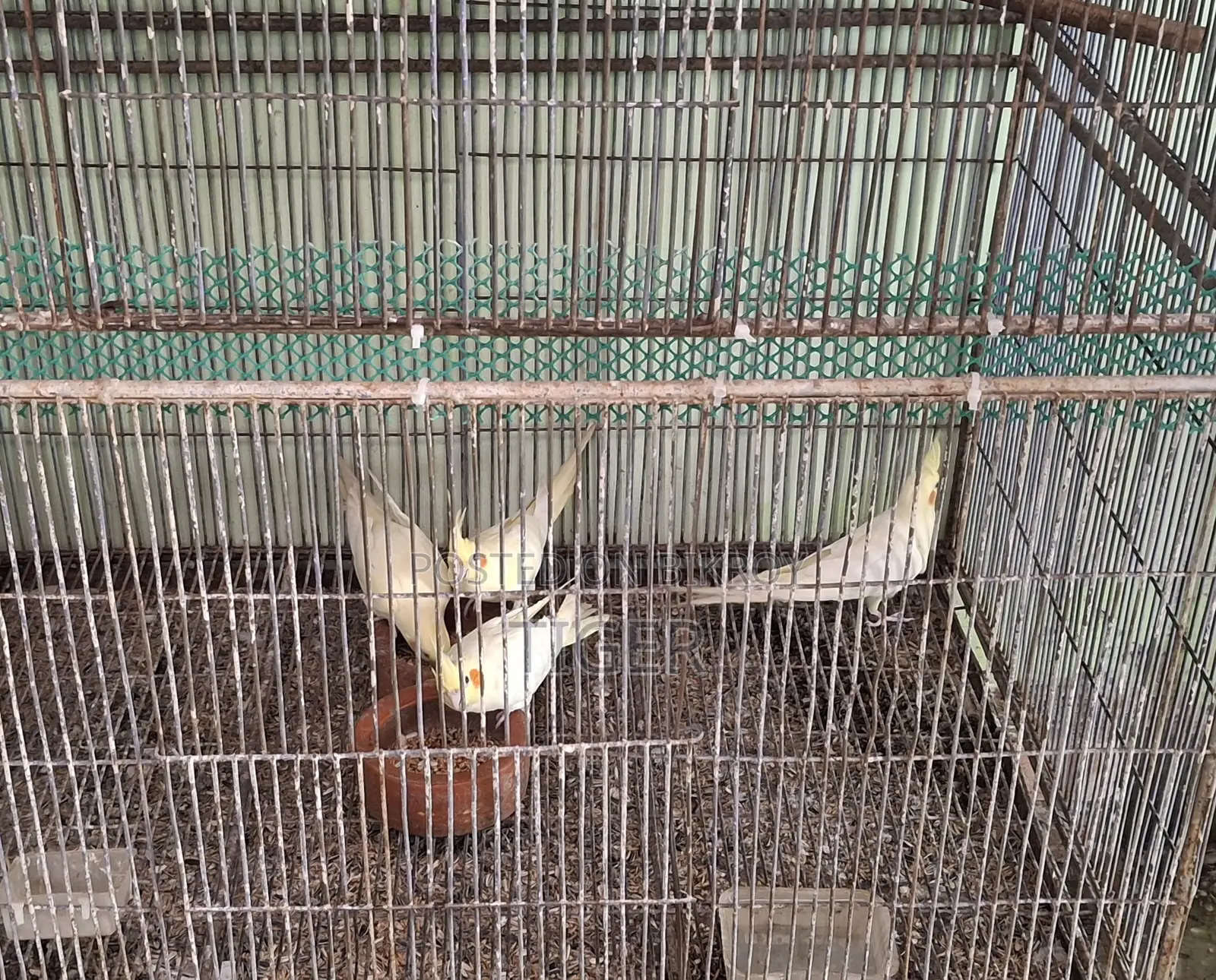 ককটেল পাখি