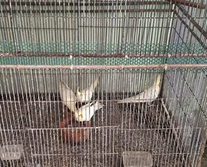 ককটেল পাখি