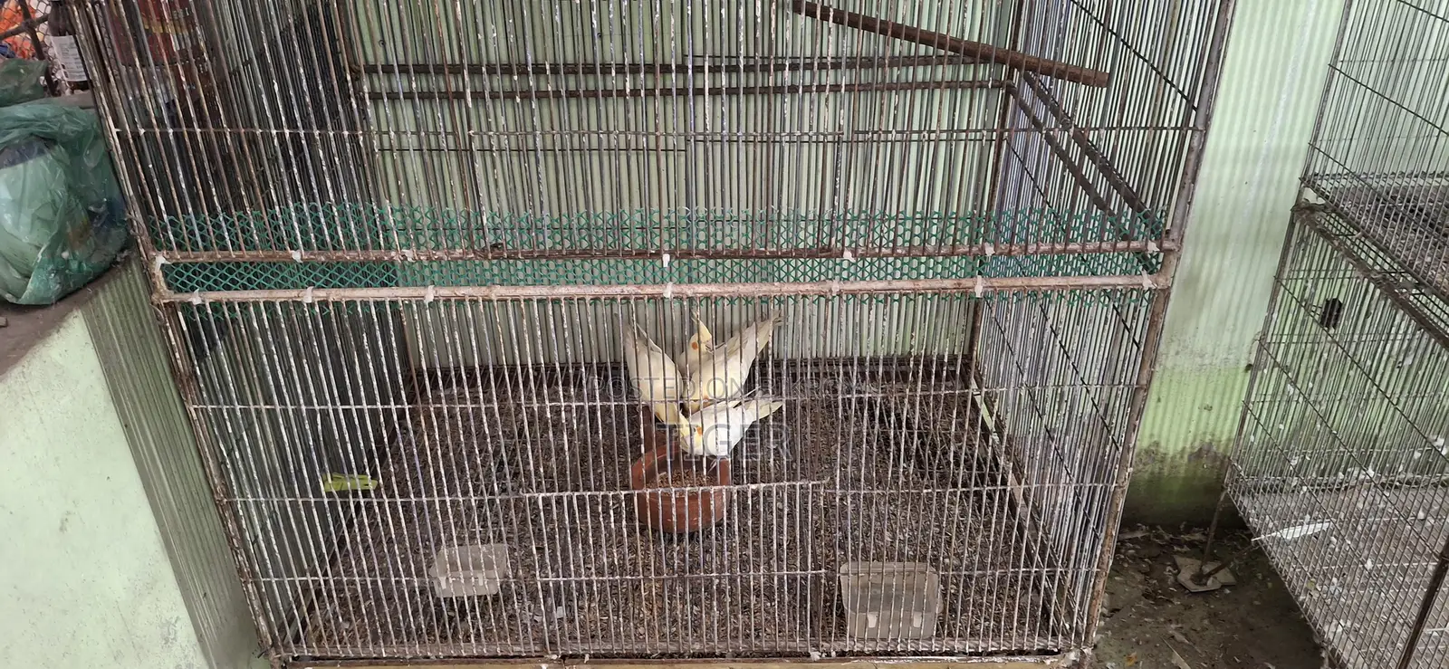 ককটেল পাখি