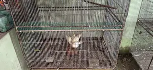 ককটেল পাখি