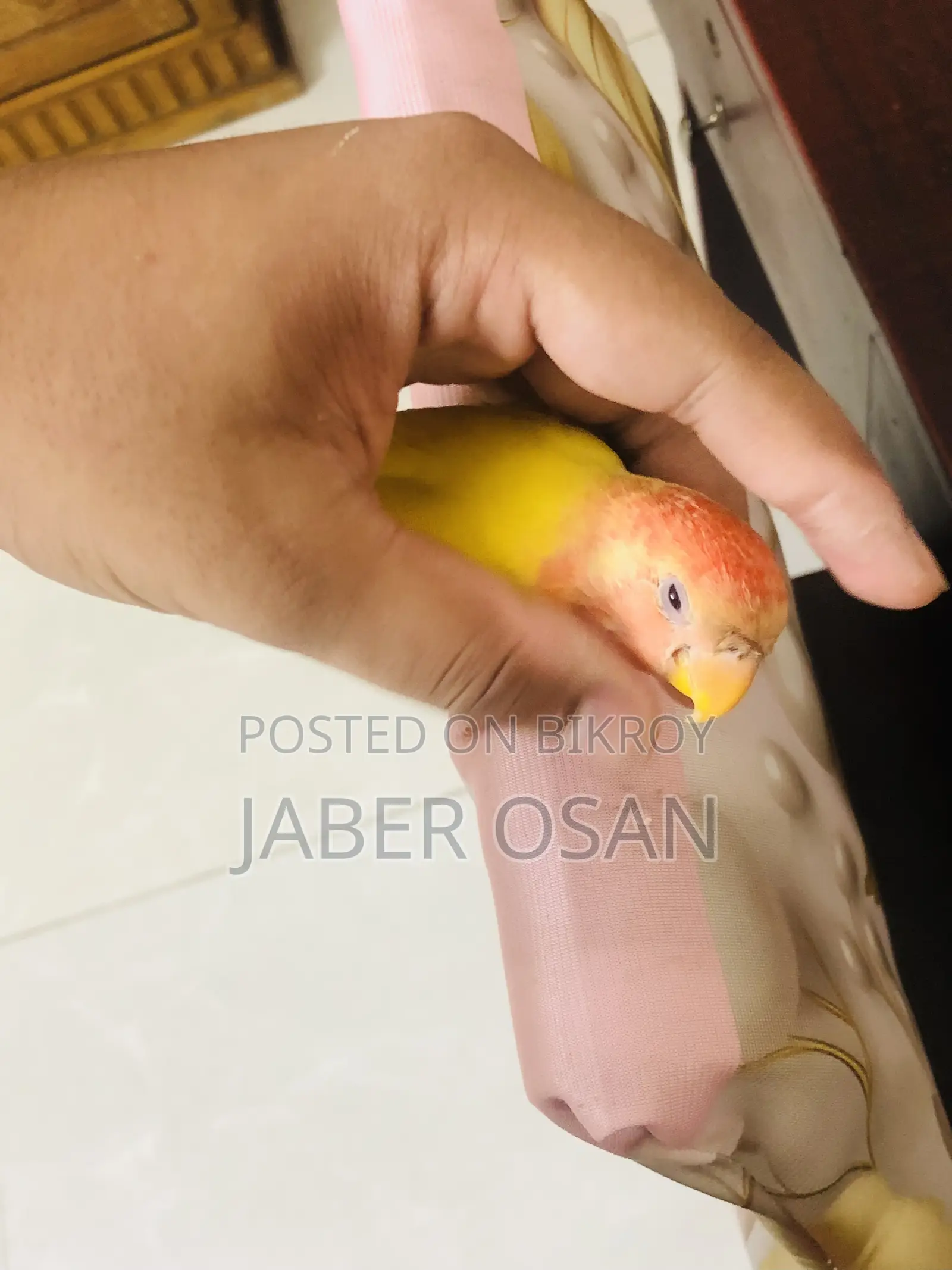 সম্পূর্ণ পোষা লাভ বার্ড বিক্রি হবে