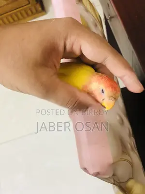 সম্পূর্ণ পোষা লাভ বার্ড বিক্রি হবে