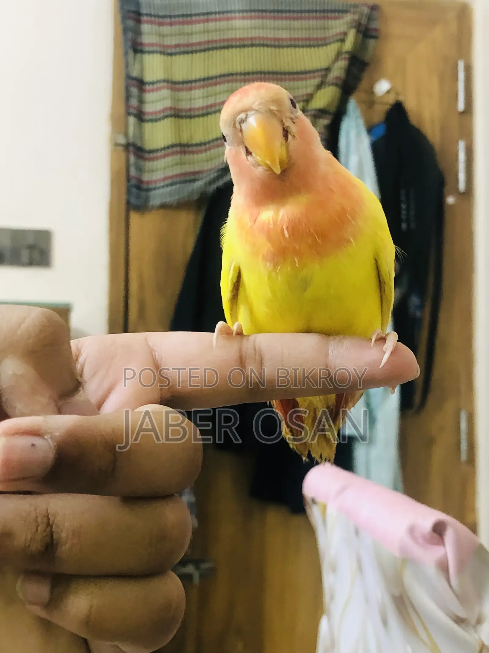 সম্পূর্ণ পোষা লাভ বার্ড বিক্রি হবে