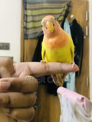 সম্পূর্ণ পোষা লাভ বার্ড বিক্রি হবে