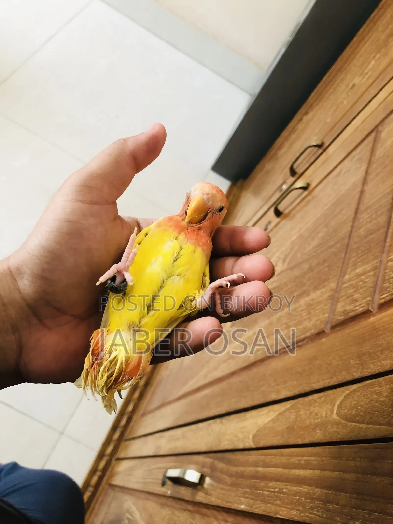 সম্পূর্ণ পোষা লাভ বার্ড বিক্রি হবে