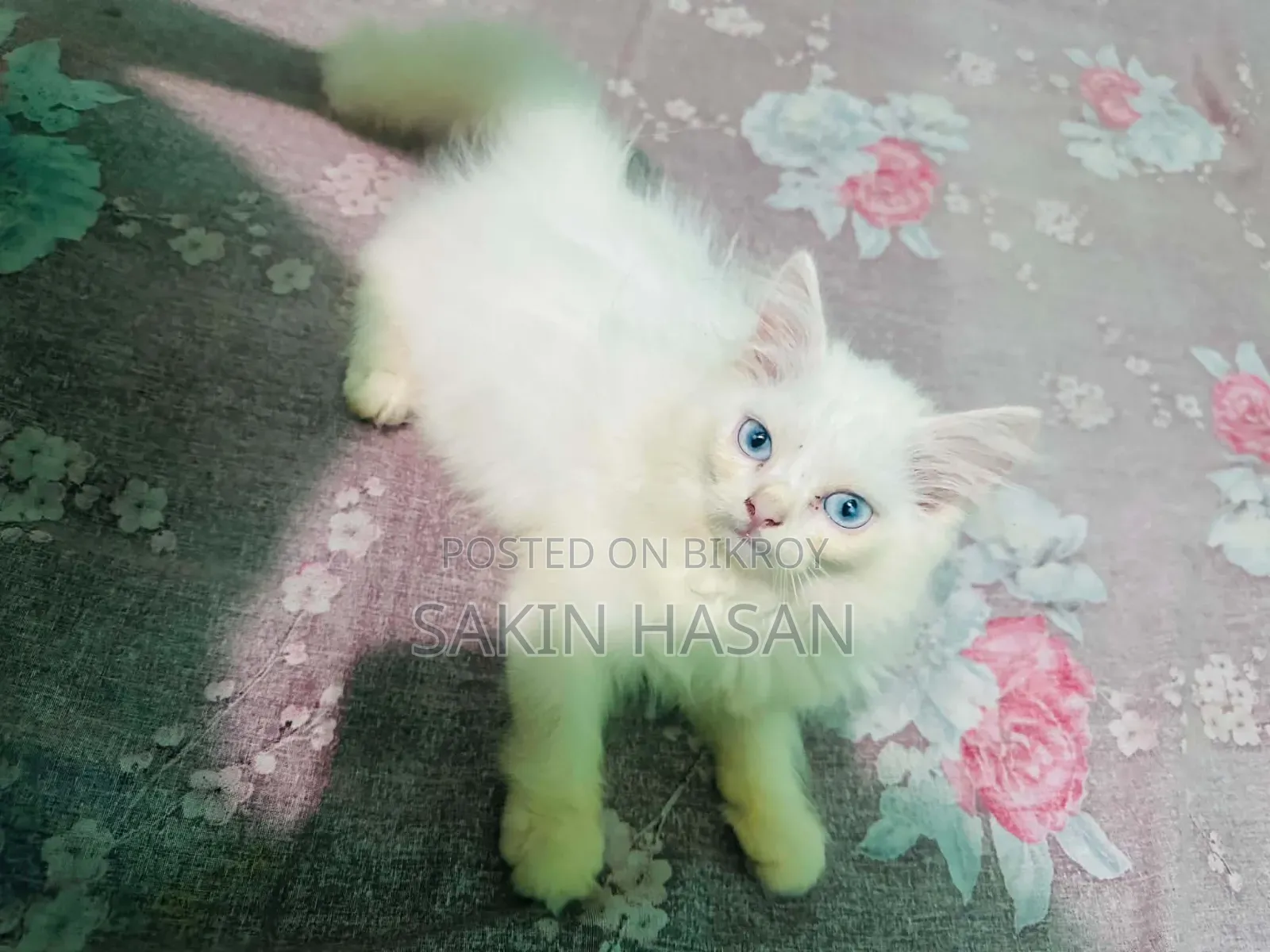 1-3 Months Male Purebred Persian