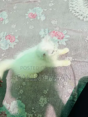 1-3 Months Male Purebred Persian