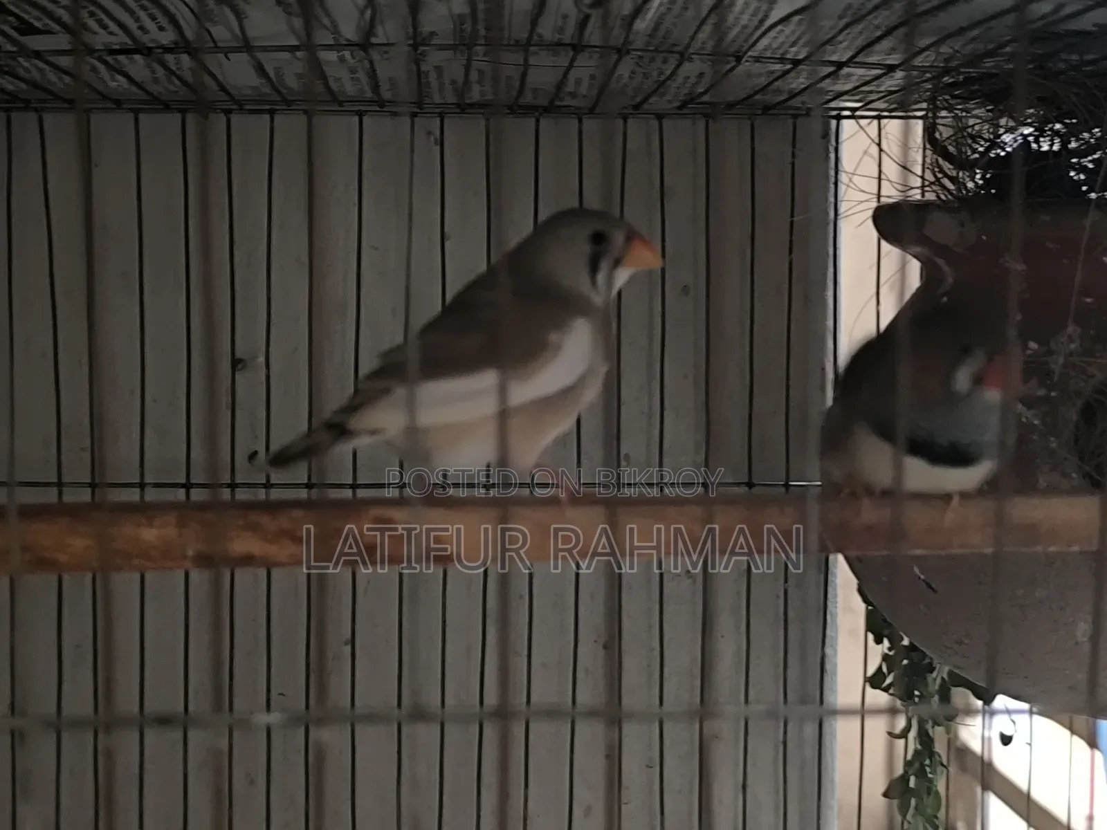Running Finch Pair